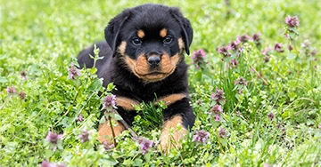 Premium-Hunde-Kombiversicherung Hund auf Wiese