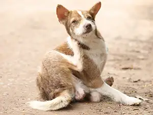 Hund kratzt sich am juckenden Ohr