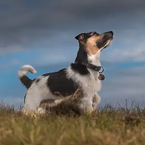 Die Angst bei Hunden vor Gewitter Hund bei Gewitter auf der Wiese