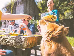Hund wird beim Grillabend vom Tisch gefüttert