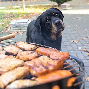 Hund steht hinter dem befüllten Grill