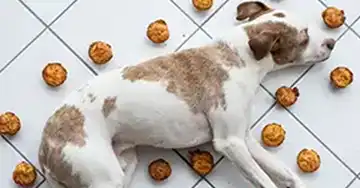 Impulskontrolle beim Hund Heller Hund liegt ruhig auf dem Boden, umgeben von Leckereien