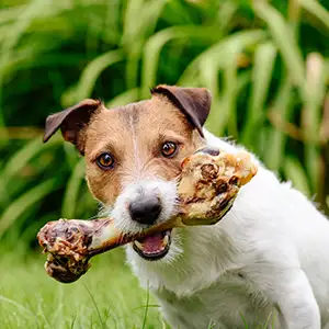 Darf der Hund Knochen fressen? Hund mit Knochen