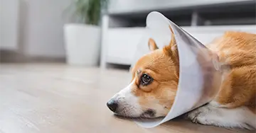 Ein Hund mit einem Trichter auf dem Kopf, der auf dem Boden liegt.