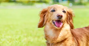 Retriever auf einer Wiese