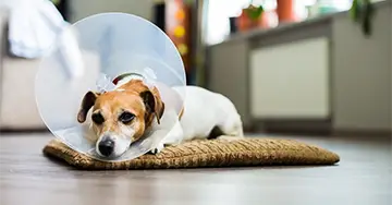 Hunde-OP-Versicherung Ein Hund mit einem Halskragen liegt entspannt auf einem Kissen.