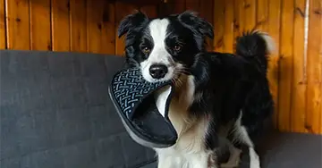 Hund hat einen Schlappen im Mund