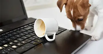Hundehaftpflicht Ein neugieriger Hund untersucht eine umgekippte Kaffeetasse auf einem Laptop.