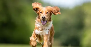 Hunde rennt über die Wiese