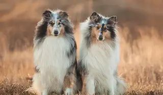 Shelties sitzen nebeneinander auf der Wiese