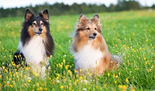 Shelties sitzen nebeneinander im Gras