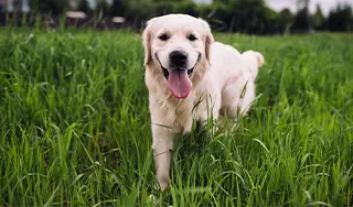 Janitos Hundehaftpflichtversicherung Hund läuft hächelnd über die Wiese