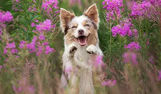 Hund macht männchen inmitten einer Blumenwiese