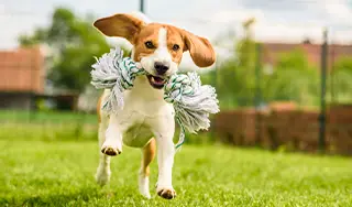 Welpe springt mit seinem Kauspielzeug über die Wiese