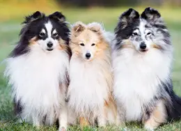 Drei Shelties sitzen nebeneinander auf der Wiese