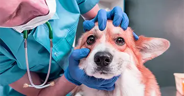 Hundekrankenversicherung Ein Tierarzt schaut sich die Ohren eines Hundes an, während der Hund ruhig auf dem Untersuchungstisch sitzt.