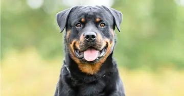 Porträt eines Hundes