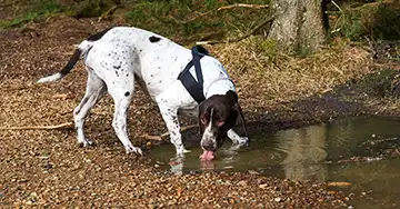 Hund trinkt aus einer Pfütze im Wald