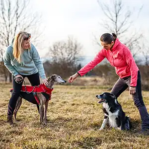 Hundetrainer: Wann Du ihn brauchst und wie er Dir helfen kann zwei Frauen trainieren mit Hunden auf einer herbstlichen Wiese