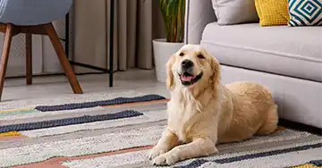 Retriever liegt vor einem Sofa auf einem modernen Teppich