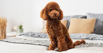 ein brauner Pudel sitzt auf einem hellen Bett