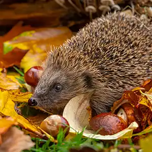 ein Igel zwischen Blättern und Kastanien