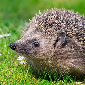 ein Igel auf einer Wiese