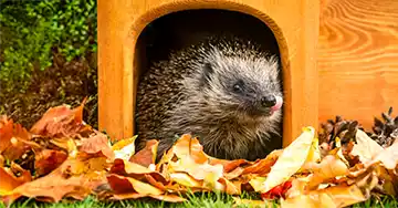 Kranker Hund liegt unter der Decke