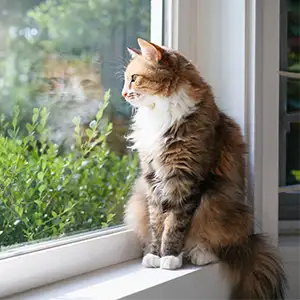 eine getigerte Katze sitzt vor einem großen Fenster und schaut nach draußen in den Garten
