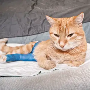 Knochenbrüche bei Katzen: Ursachen, Behandlung und Kosten eine rote Katze trägt einen Gipsverband am Hinterbein