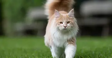 Katze läuft auf die Kamera zu