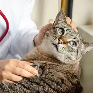 Katze mit Halskrause zu Hause nach einer Operation