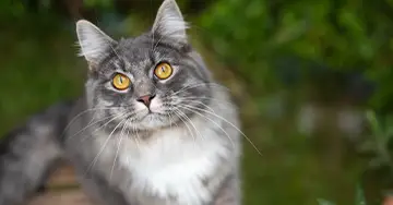 Graue Katze schaut neugierig