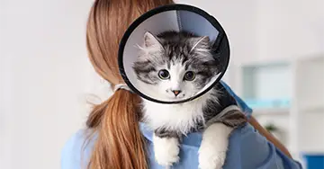 Katze im Krankenhaus mit einem Trichter, gehalten von einer Ärztin.