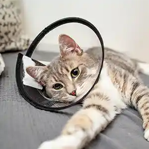 eine entspannte Katze wird vom Tierarzt untersucht