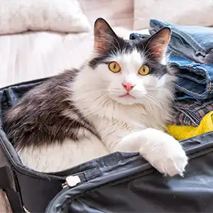 eine Katze liegt auf einem gepackten Koffer