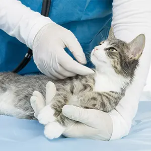 Tierarzt untersucht eine Katze mit Handschuhen.