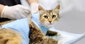 Katzen-OP-Versicherung Auf einem OP-Tisch wird eine Katze von einer Person liebevoll gepflegt.