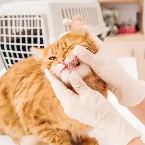 ein Tierarzt überprüft die Zahngesundheit eine roten Katze in der Praxis