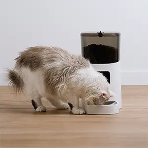 Wie ein Futterautomat für Katzen Deinen Alltag revolutioniert Eine Katze frisst aus einem Futterautomaten.