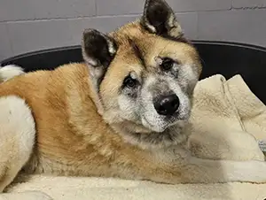 Kibos Geschichte Patenhund Kibo in seinem Körbchen
