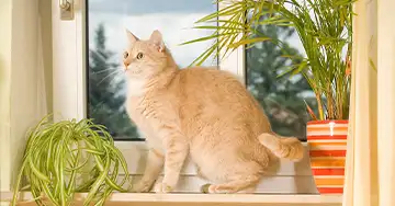 Kippfenstersyndrom: So gefährlich ist es für Katzen Katze schaut aus einem Fenster in den Garten