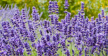 Lavendel