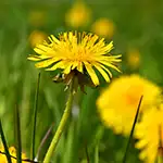 Nahaufnahme: Löwenzahn