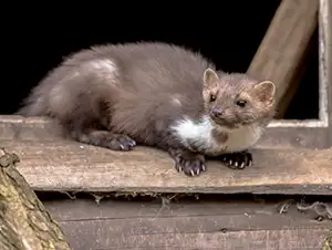 Marder sitzt am Holzfenster