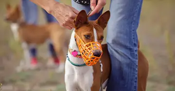 Maulkorbtraining mit dem Hund