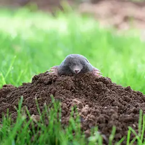 Maulwurf schaut aus dem Hügel im Garten