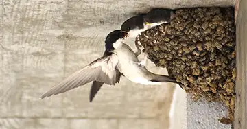 Mehlschwalbe bei der Fütterung