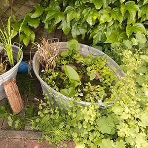 Bepflanzter Miniteich in einer Zinkwanne auf der Terrasse