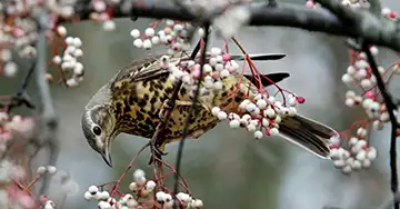 Grünfink sitzt auf den Blättern einer Sonnenblume